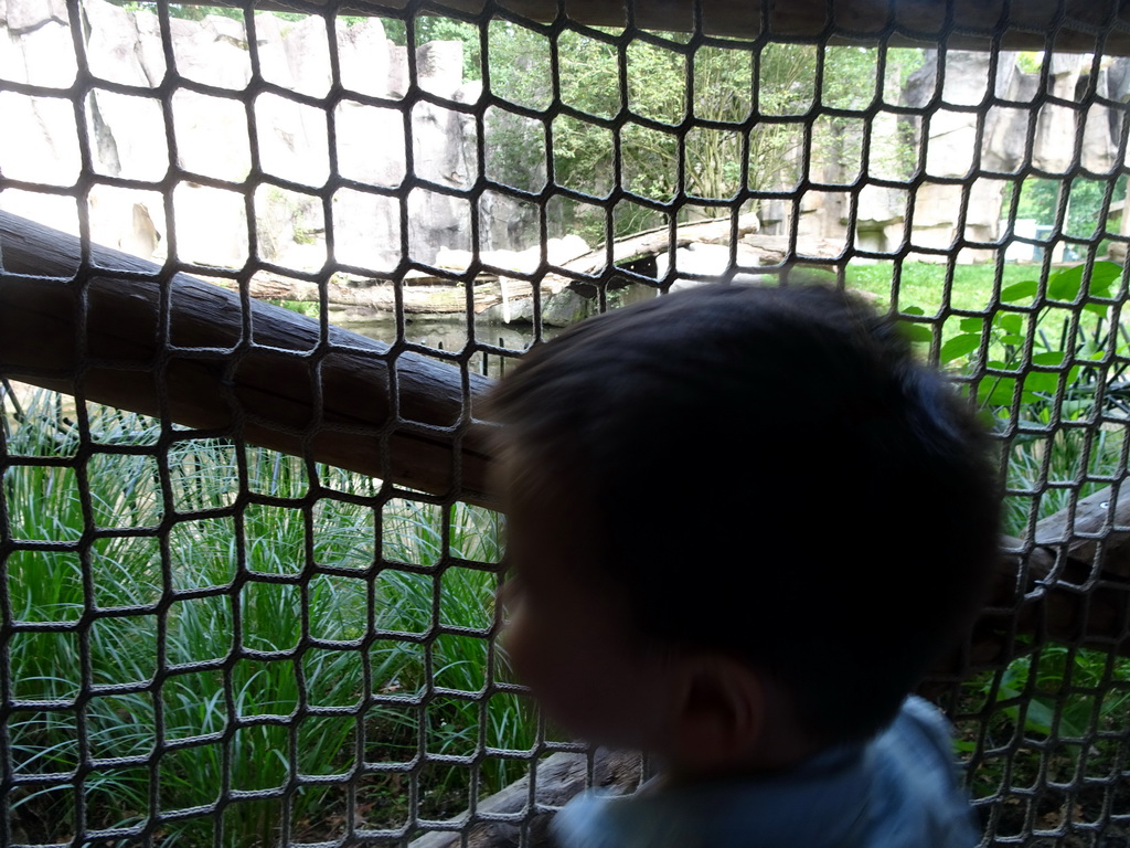 Max with the Lions at the Ouwehands Dierenpark zoo