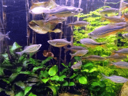 Giant Danios at the Aquarium of the Ouwehands Dierenpark zoo