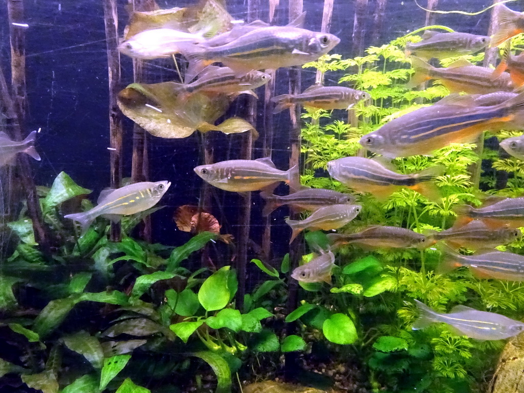 Giant Danios at the Aquarium of the Ouwehands Dierenpark zoo