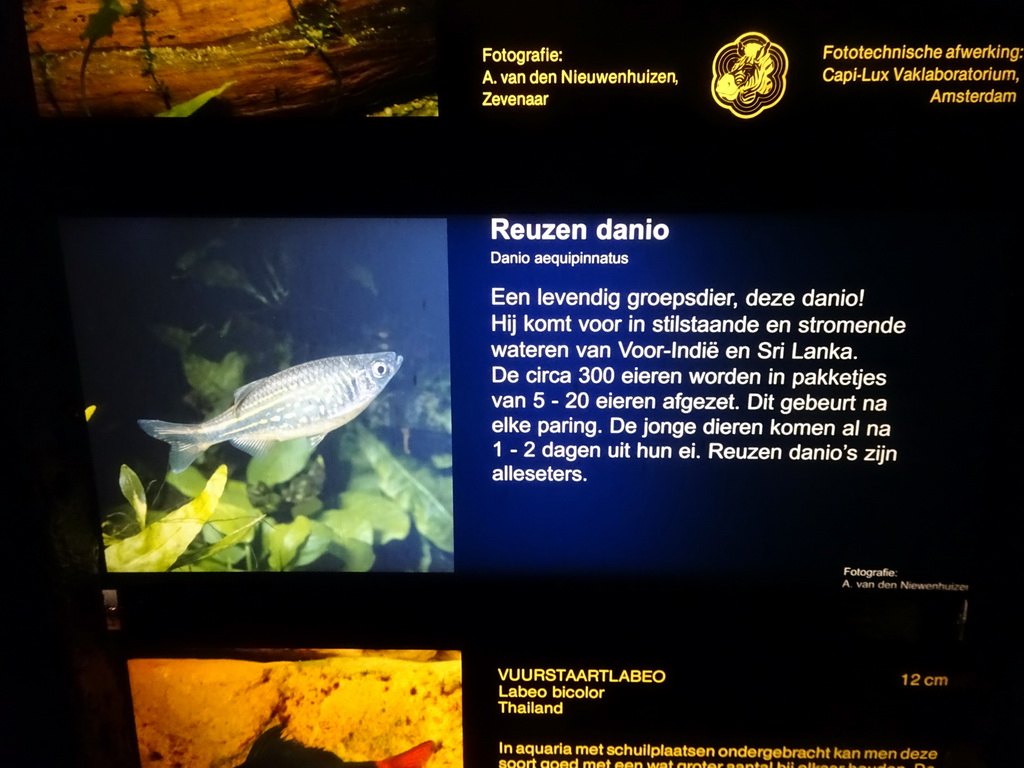Explanation on the Giant Danio at the Aquarium of the Ouwehands Dierenpark zoo