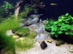Piranhas at the Aquarium of the Ouwehands Dierenpark zoo