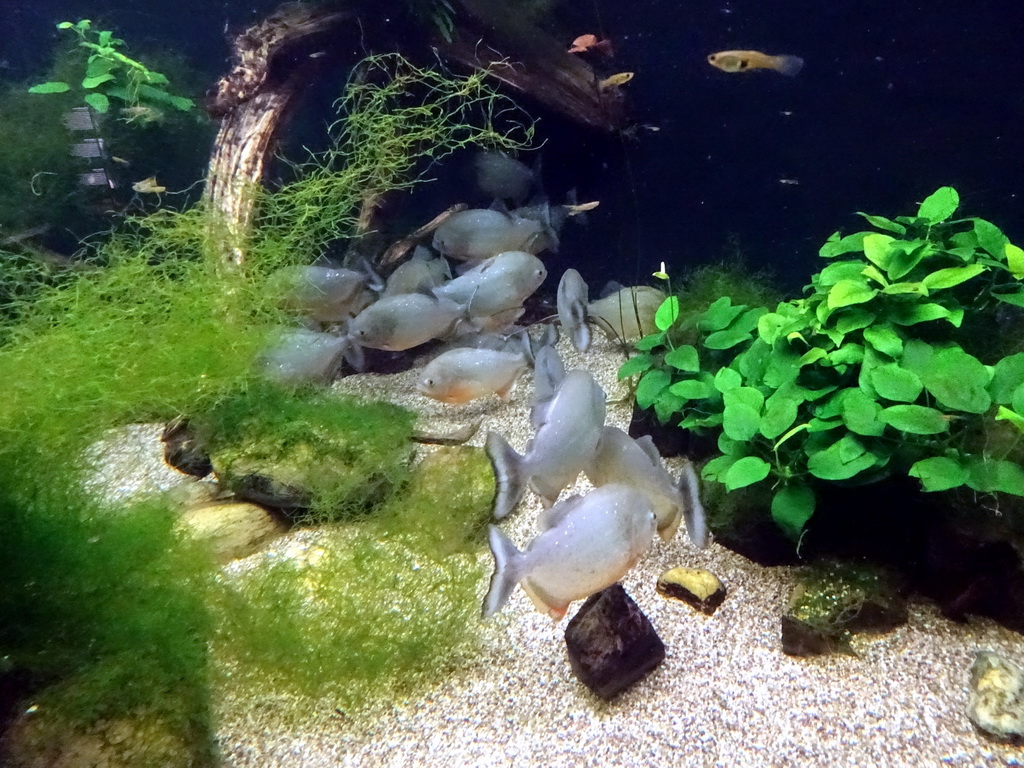 Piranhas at the Aquarium of the Ouwehands Dierenpark zoo