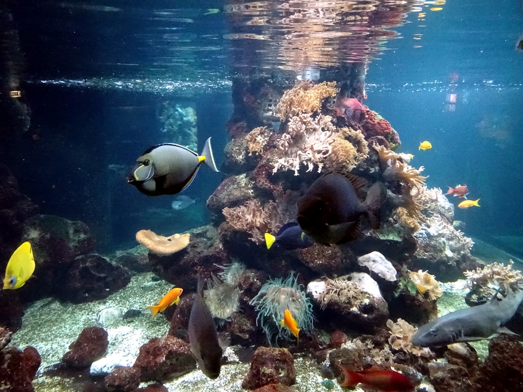 Fish and coral at the Aquarium of the Ouwehands Dierenpark zoo