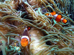 Clownfish and sea anemones at the Aquarium of the Ouwehands Dierenpark zoo