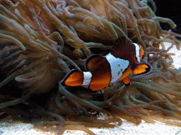 Clownfish and sea anemones at the Aquarium of the Ouwehands Dierenpark zoo