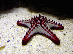 Starfish at the Aquarium of the Ouwehands Dierenpark zoo