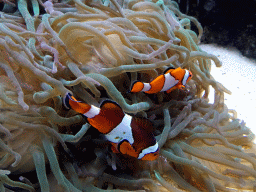 Clownfish and sea anemones at the Aquarium of the Ouwehands Dierenpark zoo