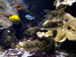 Fish and sea anemones at the Aquarium of the Ouwehands Dierenpark zoo