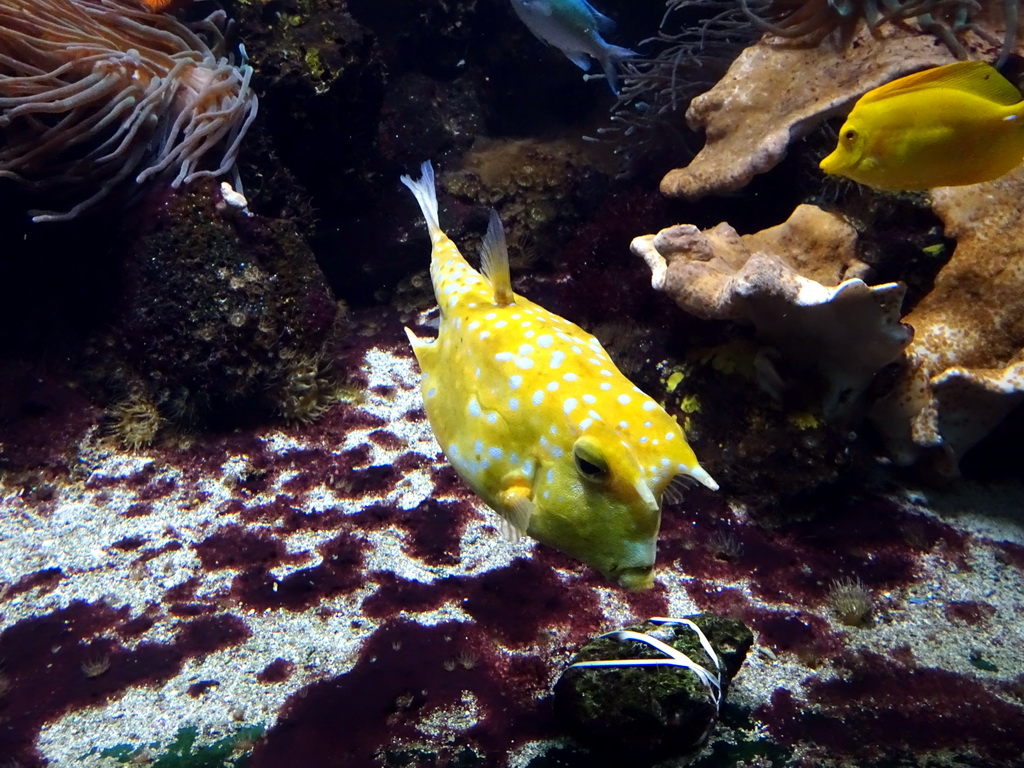 Longhorn Cowfish and other fish at the Aquarium of the Ouwehands Dierenpark zoo