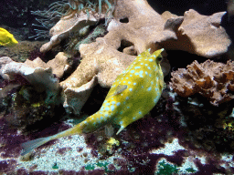 Longhorn Cowfish and other fish at the Aquarium of the Ouwehands Dierenpark zoo