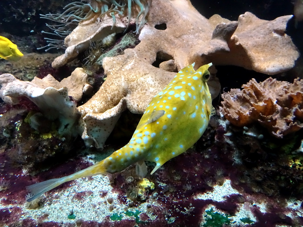 Longhorn Cowfish and other fish at the Aquarium of the Ouwehands Dierenpark zoo