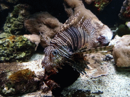 Lionfish at the Aquarium of the Ouwehands Dierenpark zoo