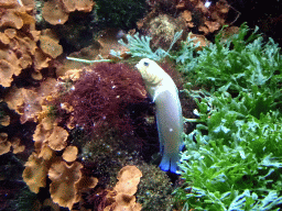 Fish and coral at the Aquarium of the Ouwehands Dierenpark zoo