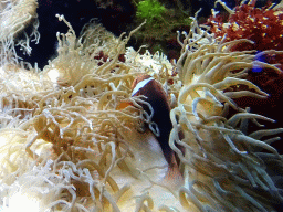 Fish and coral at the Aquarium of the Ouwehands Dierenpark zoo