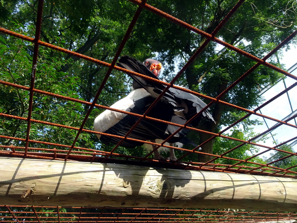 King Vulture at the Aviary of the Ouwehands Dierenpark zoo