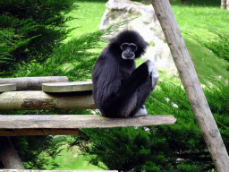 Lar Gibbon at the Ouwehands Dierenpark zoo