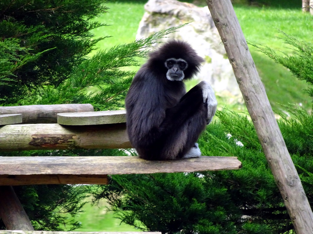 Lar Gibbon at the Ouwehands Dierenpark zoo