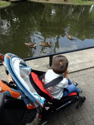 Max with Ducks at the Ouwehands Dierenpark zoo