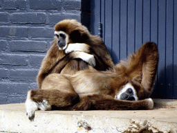 Lar Gibbons at the Ouwehands Dierenpark zoo