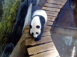 The Giant Panda `Wu Wen` in her residence at Pandasia at the Ouwehands Dierenpark zoo