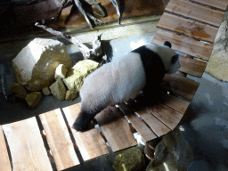 The Giant Panda `Wu Wen` in her residence at Pandasia at the Ouwehands Dierenpark zoo