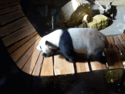 The Giant Panda `Wu Wen` in her residence at Pandasia at the Ouwehands Dierenpark zoo