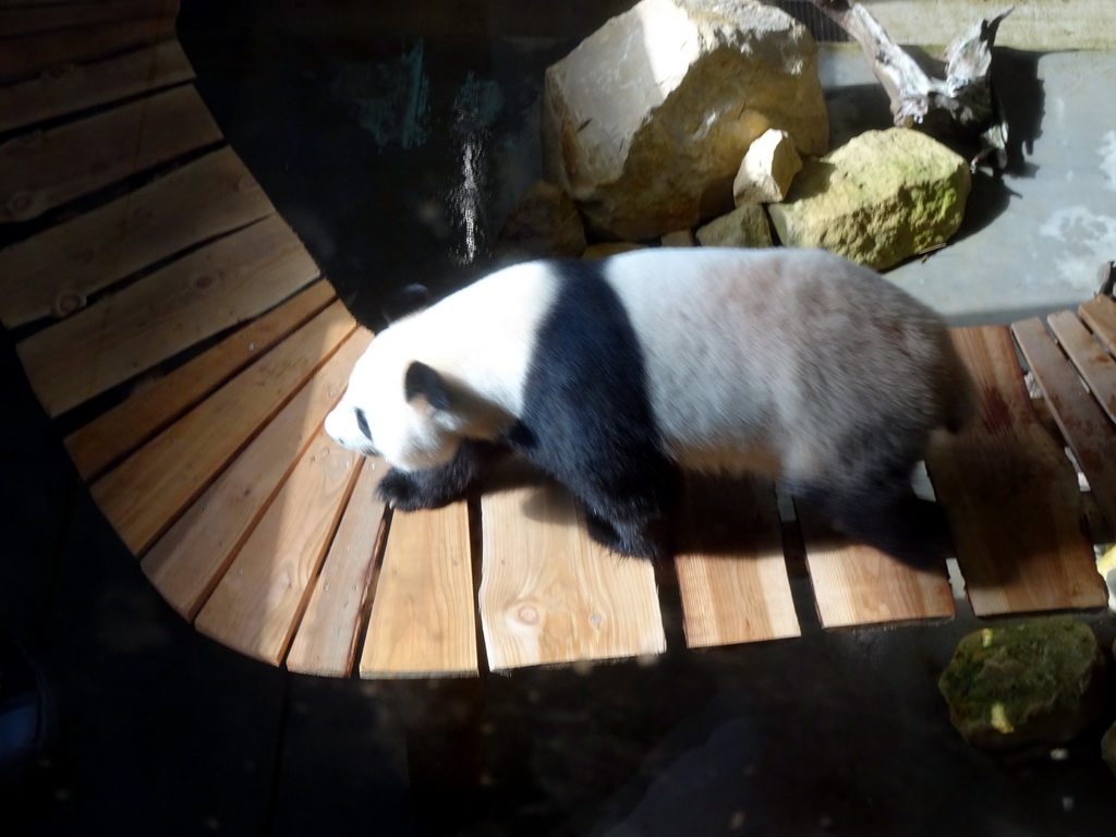The Giant Panda `Wu Wen` in her residence at Pandasia at the Ouwehands Dierenpark zoo