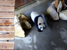 The Giant Panda `Wu Wen` in her residence at Pandasia at the Ouwehands Dierenpark zoo