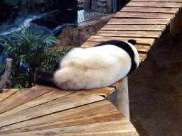 The Giant Panda `Xing Ya` in his residence at Pandasia at the Ouwehands Dierenpark zoo