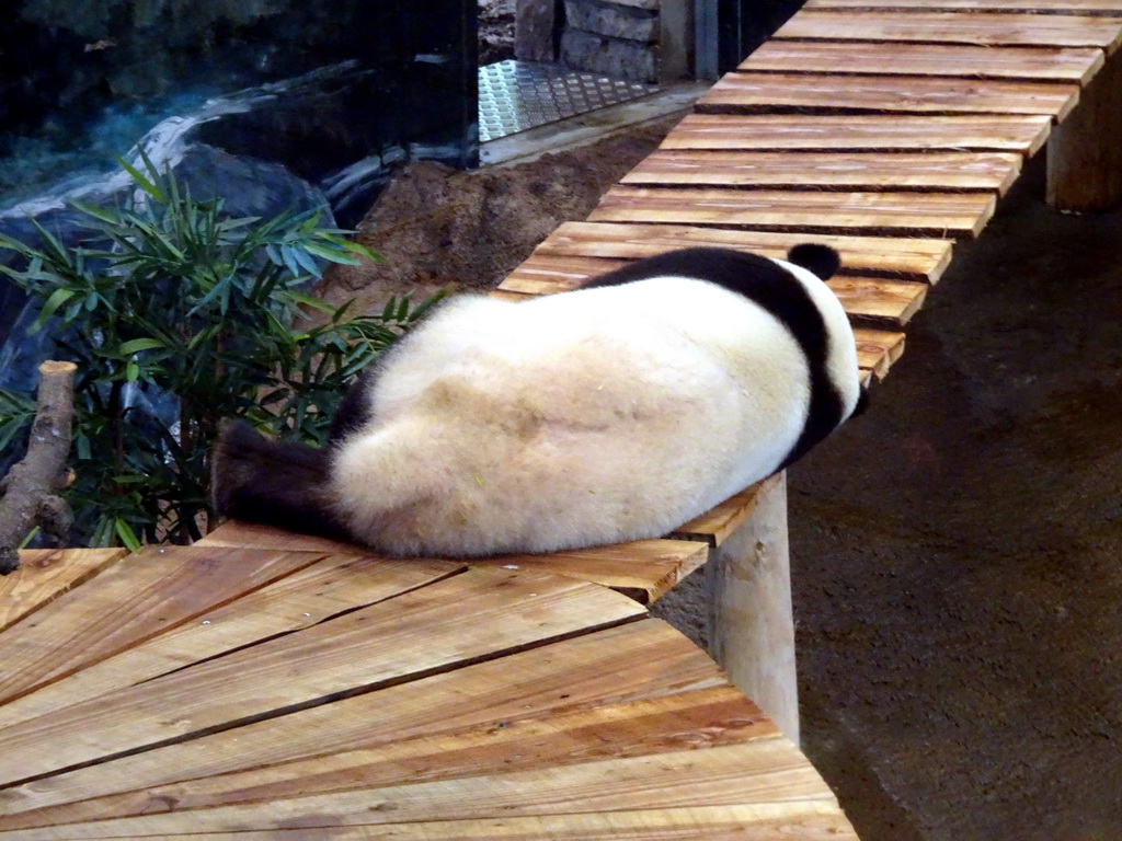 The Giant Panda `Xing Ya` in his residence at Pandasia at the Ouwehands Dierenpark zoo