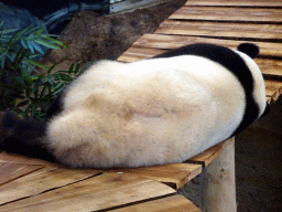 The Giant Panda `Xing Ya` in his residence at Pandasia at the Ouwehands Dierenpark zoo