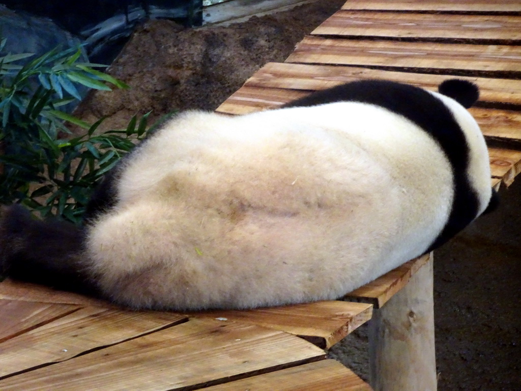 The Giant Panda `Xing Ya` in his residence at Pandasia at the Ouwehands Dierenpark zoo