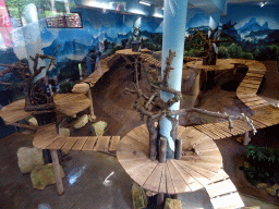 The Giant Panda `Xing Ya` in his residence at Pandasia at the Ouwehands Dierenpark zoo