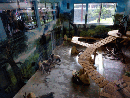 The Giant Panda `Wu Wen` in her residence at Pandasia at the Ouwehands Dierenpark zoo