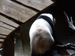 The Giant Panda `Wu Wen` in her residence at Pandasia at the Ouwehands Dierenpark zoo