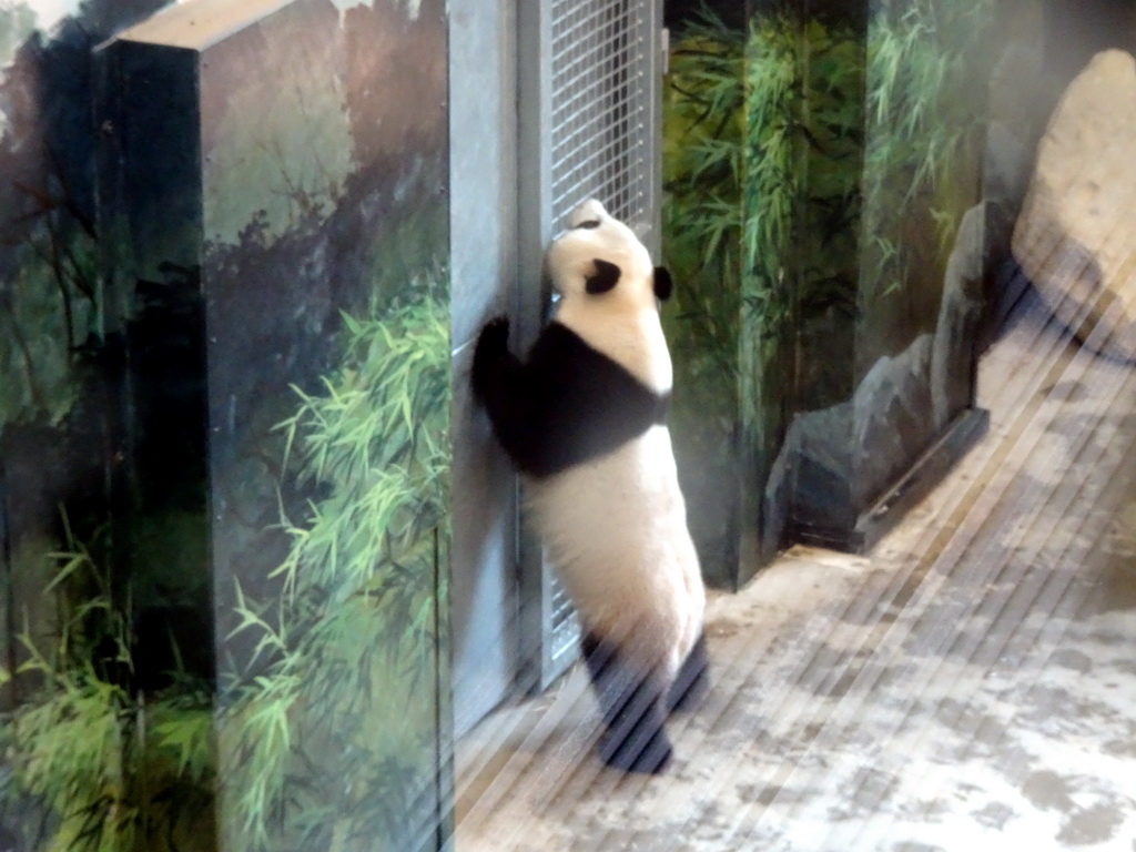 The Giant Panda `Wu Wen` in her residence at Pandasia at the Ouwehands Dierenpark zoo