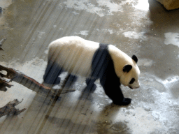 The Giant Panda `Wu Wen` in her residence at Pandasia at the Ouwehands Dierenpark zoo