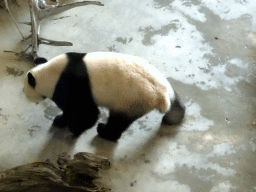 The Giant Panda `Wu Wen` in her residence at Pandasia at the Ouwehands Dierenpark zoo