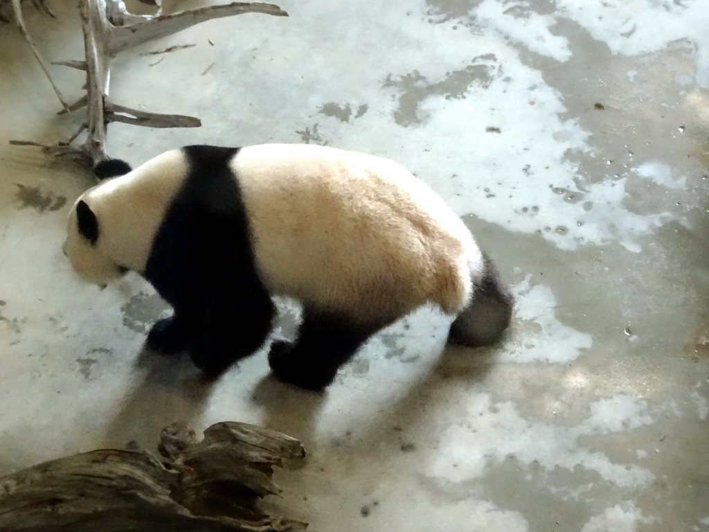 The Giant Panda `Wu Wen` in her residence at Pandasia at the Ouwehands Dierenpark zoo