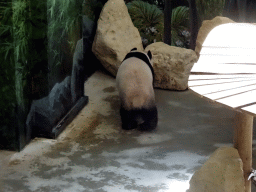 The Giant Panda `Wu Wen` in her residence at Pandasia at the Ouwehands Dierenpark zoo