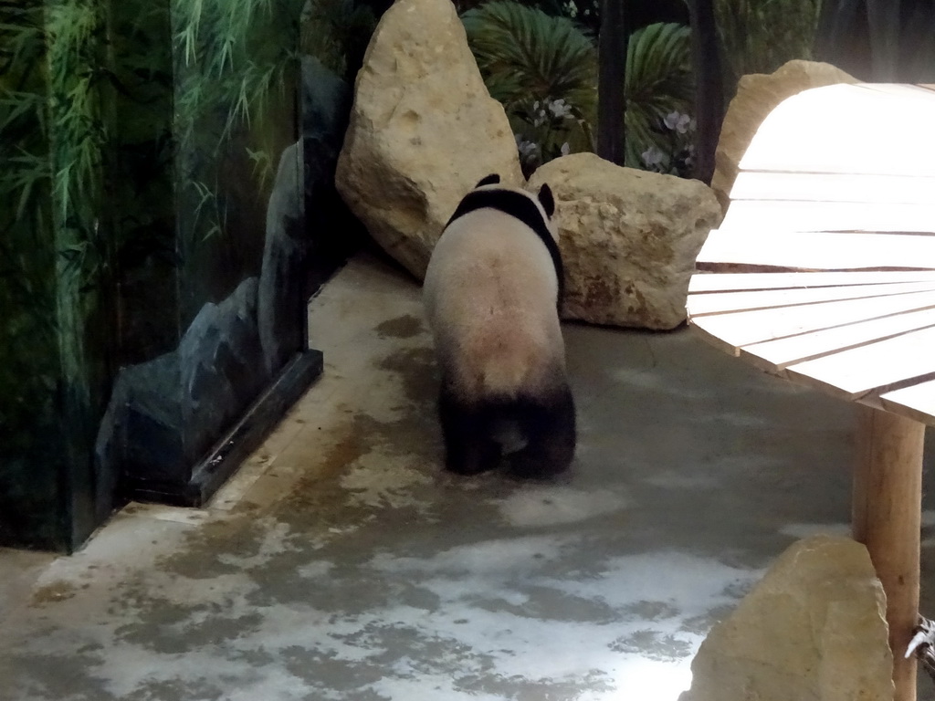 The Giant Panda `Wu Wen` in her residence at Pandasia at the Ouwehands Dierenpark zoo