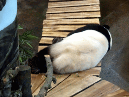 The Giant Panda `Xing Ya` in his residence at Pandasia at the Ouwehands Dierenpark zoo