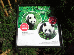 Information on the Giant Pandas `Wu Wen` and `Xing Ya` at Pandasia at the Ouwehands Dierenpark zoo