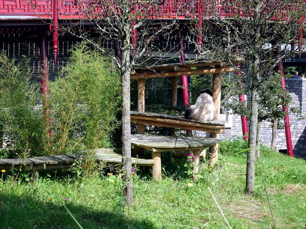 The Giant Panda `Wu Wen` at her outside residence at Pandasia at the Ouwehands Dierenpark zoo