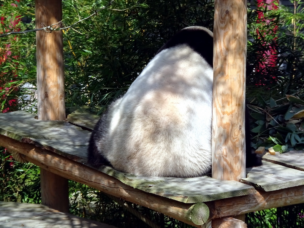 The Giant Panda `Wu Wen` at her outside residence at Pandasia at the Ouwehands Dierenpark zoo