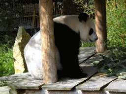 The Giant Panda `Wu Wen` at her outside residence at Pandasia at the Ouwehands Dierenpark zoo