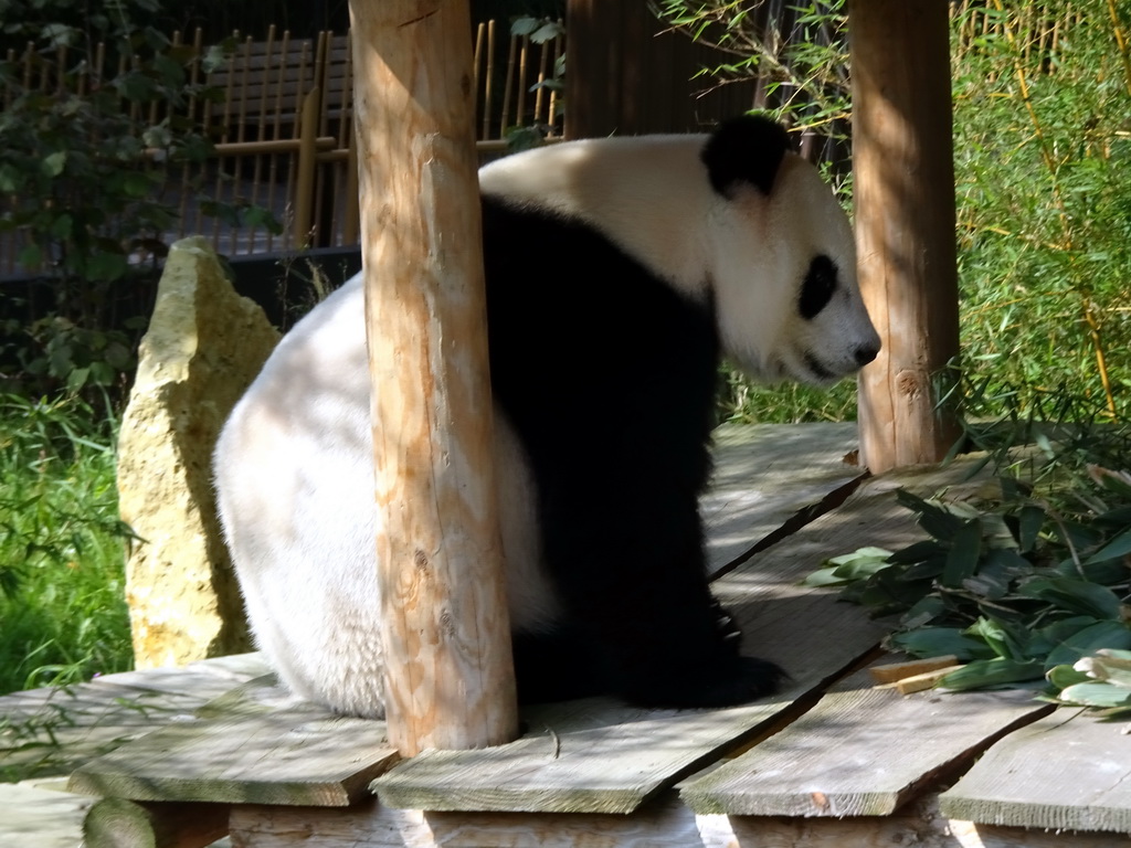 The Giant Panda `Wu Wen` at her outside residence at Pandasia at the Ouwehands Dierenpark zoo