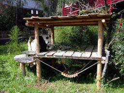 The Giant Panda `Wu Wen` eating at her outside residence at Pandasia at the Ouwehands Dierenpark zoo