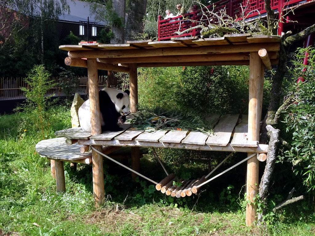 The Giant Panda `Wu Wen` eating at her outside residence at Pandasia at the Ouwehands Dierenpark zoo