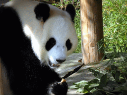 The Giant Panda `Wu Wen` eating at her outside residence at Pandasia at the Ouwehands Dierenpark zoo